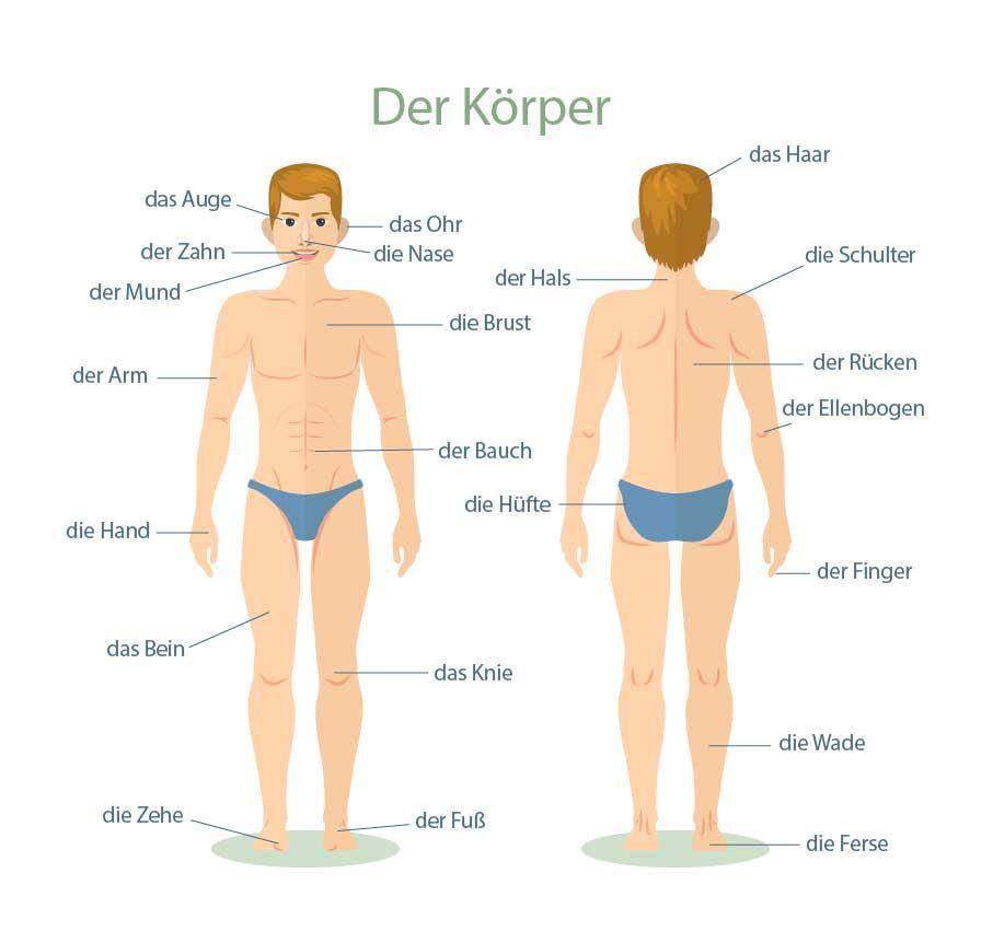 Human Body Parts in German Language